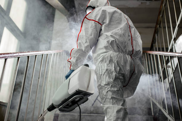 Mold Odor Removal Services